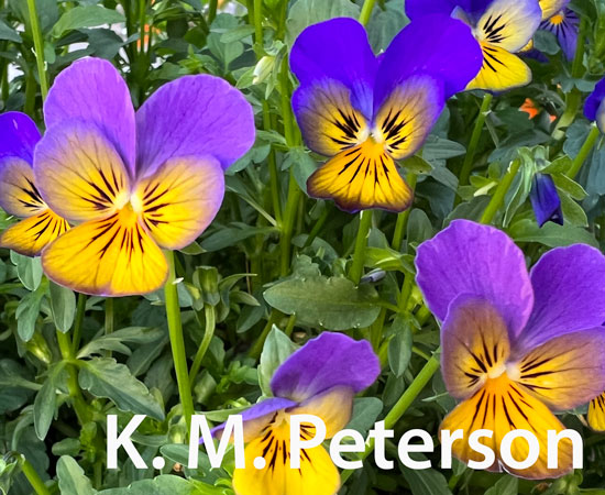 Flower Box, Amsterdam, September 2022