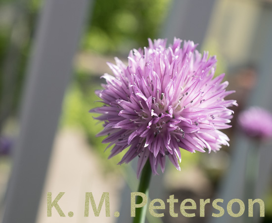 Chive Flower, Front Balcony, Brookline, May 2023